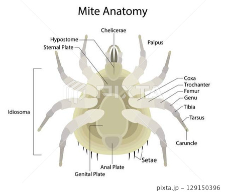 illustration of biology and animals, Mite Anatomy, Mites are small arachnids, Mites occupy a wide range of ecological niches, mites are parasitic, mites have four pairs of legs, each with six segments 129150396