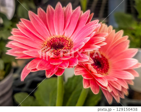 色鮮やかなガーベラの花 色鮮やかなガーベラの花 129150438