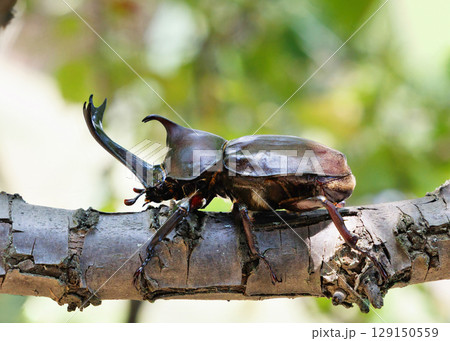 木に登るカブトムシ 木に登るカブトムシ 129150559