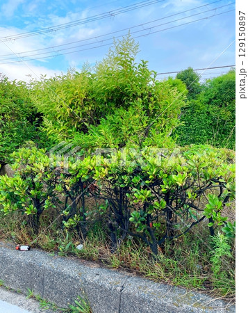 道路わきの植林 129150897