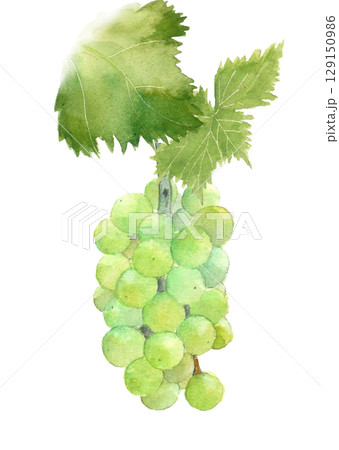 水彩で描いた葉付きぶどう(ピオーネ)のイラスト素材【手描き】白バック 切り抜き用 コピースペースあり 水彩で描いた葉付きぶどう(ピオーネ)のイラスト素材【手描き】白バック 切り抜き用 コピースペースあり 129150986