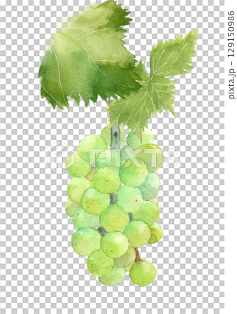 水彩で描いた葉付きぶどう(ピオーネ)のイラスト素材【手描き】白バック 切り抜き用 コピースペースあり 水彩で描いた葉付きぶどう(ピオーネ)のイラスト素材【手描き】白バック 切り抜き用 コピースペースあり 129150986