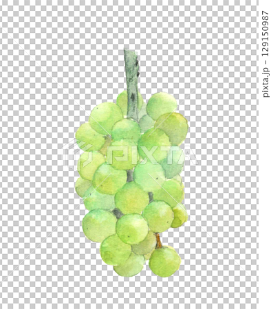 Watercolor illustration of grapes (Pione) [Hand-drawn] White background, for cutting out, copy space available 129150987
