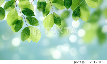 爽やかな緑の葉っぱ 129151092