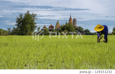 Thai farmer harvest paddy rice at Tiger Cave Temple (Wat Tham Seua) Thai and Chinese temples in Kanchanaburi province. Thai farmer harvest paddy rice at Tiger Cave Temple (Wat Tham Seua) Thai and Chinese temples in Kanchanaburi province. 129151232
