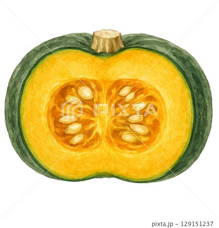 カボチャの断面の水彩イラスト 129151237