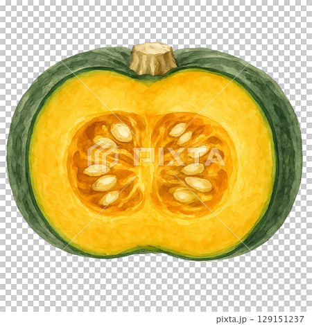カボチャの断面の水彩イラスト 129151237