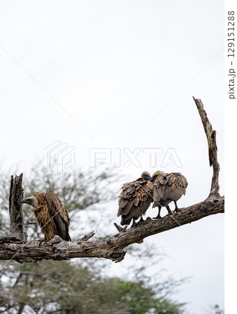 Three vulture birds on dry branch. Animal wildlife bird, vertical background. Three vulture birds on dry branch. Animal wildlife bird, vertical background. 129151288