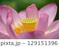 薄紅に咲く大賀ハスの黄色の花芯のしらべ 129151396