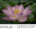 公園の池の静けさに揺れる蓮の詩 129151397