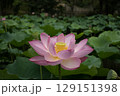 8月の公園の池に目覚める大賀ハス 129151398