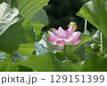 朝の静寂に咲く千年の蓮 129151399