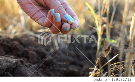 Close up to female hand of agronomist sowing seeds on plantation at sunset. Arm of adult farmer planting yellow grains in dry soil at field. Concept of agriculture and agronomy business. Slow motion 129151718