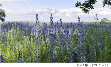 View to beautiful plantation of blooming purple flowers. Beautiful colorful floral background. Calm nature scene at summer day. Concept of tranquility and relax. Close up Slow mo 129151744
