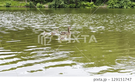 Mallard with ducklings floating in the lake at summer day. Mother duck with brood swimming at pond. Birds family in the nature habitat. Concept of animal wildlife. Close up Slow mo 129151747