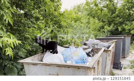 Black homeless cat standing in a dumpster at countryside. Stray kitten looking into camera from trash bin. Problem of protecting animals concept. Close up 129151845