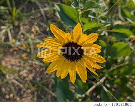 初夏の庭に咲くオレンジ色の舌状花とこげ茶色の筒状花のルドベキアの花 初夏の庭に咲くオレンジ色の舌状花とこげ茶色の筒状花のルドベキアの花 129151966