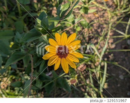 初夏の庭に咲くオレンジ色の舌状花とこげ茶色の筒状花のルドベキアの花 129151967