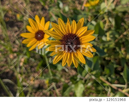 初夏の庭に咲くオレンジ色の舌状花とこげ茶色の筒状花のルドベキアの花 初夏の庭に咲くオレンジ色の舌状花とこげ茶色の筒状花のルドベキアの花 129151968