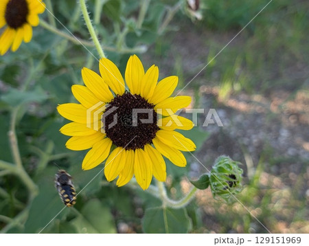 初夏の庭に咲くオレンジ色の舌状花とこげ茶色の筒状花のルドベキアの花 129151969