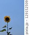 快晴をバックにした一輪のヒマワリ(縦画像) 129152509
