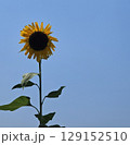 快晴をバックにした一輪のヒマワリ(正方形) 129152510