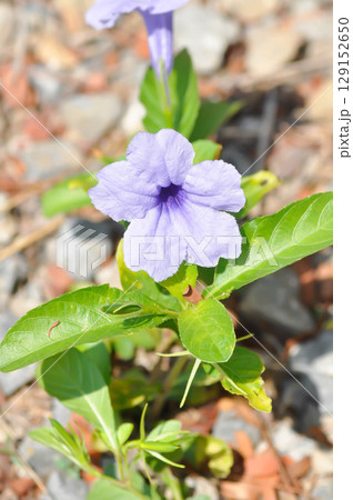 Hygrophila erecta, Purple petunia or Wild Petunia or Waterkanon, Watrakanu or Minnieroot or Iron root or purple flower 129152650
