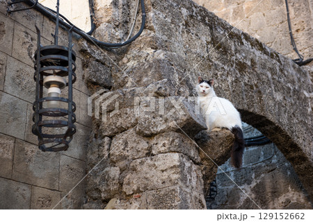 Cat in the old town of Rhodes , Greece 129152662