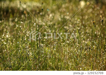 A Dewcovered Grass Field that is Glimmering Beautifully in the Morning Light is Captivating A Dewcovered Grass Field that is Glimmering Beautifully in the Morning Light is Captivating 129152709