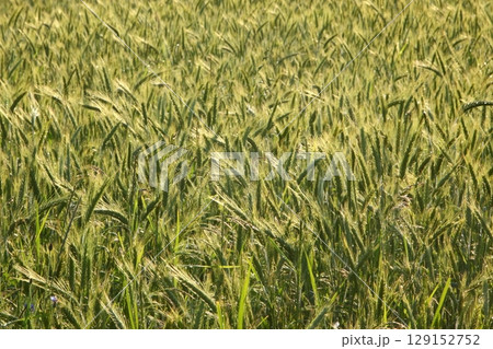 A Beautiful Golden Field of Flourishing Lush Wheat is Bathed in Warm Sunlight on a Clear, Bright Day A Beautiful Golden Field of Flourishing Lush Wheat is Bathed in Warm Sunlight on a Clear, Bright Day 129152752