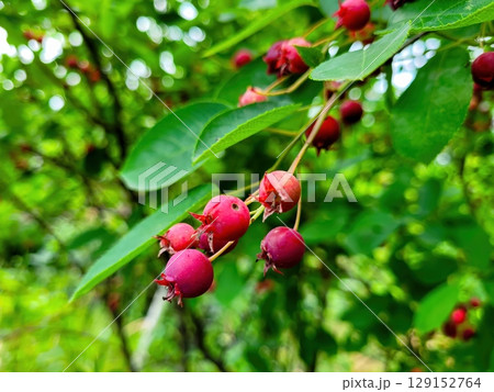 Vibrant Red Berries Resting on Lush and Lively Green Branches Surrounded by Natures Beauty Vibrant Red Berries Resting on Lush and Lively Green Branches Surrounded by Natures Beauty 129152764
