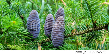 Pine Cones on Evergreen Branch Natures Beautiful and Lush Design in the Wilderness 129152782