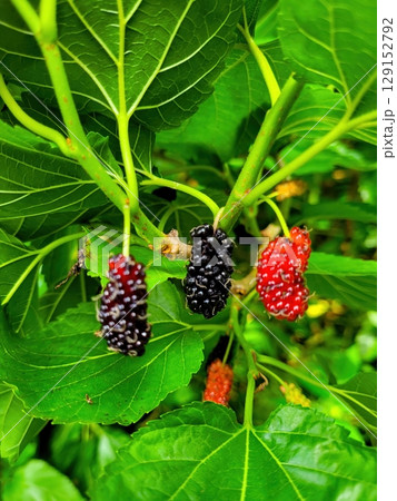 Fresh Mulberries Resting on Vibrant Green Leaves Surrounded by Natures Beauty and Life 129152792