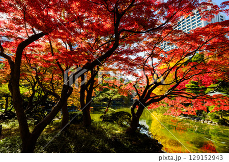 秋の散歩の途中で見つけた光景 129152943