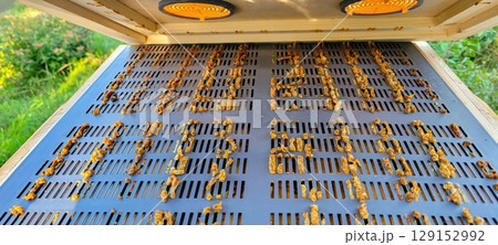 Beekeeping A Detailed and Close Look at Hive Frames and the Amazing Bees Found in Nature Beekeeping A Detailed and Close Look at Hive Frames and the Amazing Bees Found in Nature 129152992
