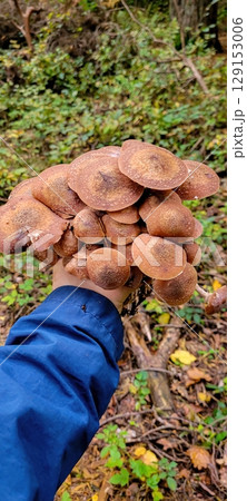 Abundant Wild Mushrooms Gathered in Natures Beautiful Embrace and Bounty of the Earth 129153006