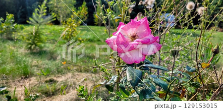 A Stunningly Beautiful Pink Rose Blossom Flourishing Renowned in a Lush and Vibrant Garden Setting A Stunningly Beautiful Pink Rose Blossom Flourishing Renowned in a Lush and Vibrant Garden Setting 129153015