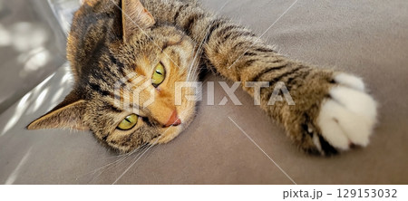A Relaxed Tabby Cat Stretching Comfortably While Lounging on a Soft Couch Nearby 129153032