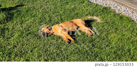 A Relaxed Dog Happily Enjoying the Warm Sunshine While Lying on Lush Green Grass Outdoors 129153033