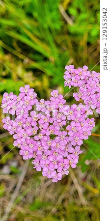 A HeartShaped Cluster of Beautiful Pink Wildflowers Flourishing in Natural Surroundings 129153042