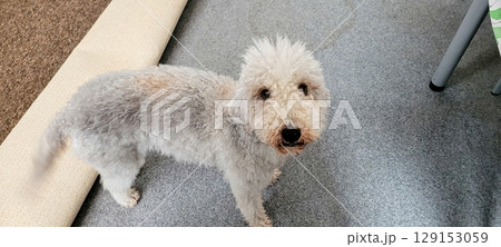 A cute dog standing happily in a cozy office environment, bringing joy and companionship 129153059
