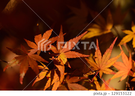 紅葉 紅葉 129153122