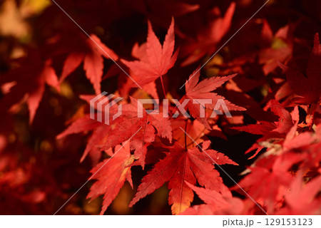 紅葉 129153123