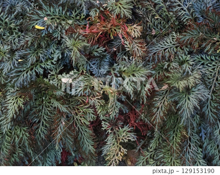 針葉の彩 ― ケアンズ温室の葉模様 針葉の彩 ― ケアンズ温室の葉模様 129153190