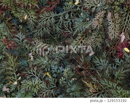 緑の絨毯 ― ケアンズ温室の羽葉と落葉 129153192