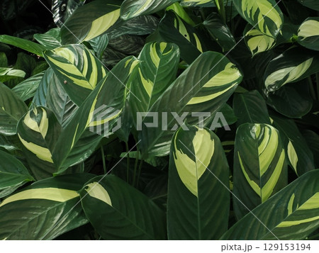 模様の輝き ― ケアンズ温室の彩葉 模様の輝き ― ケアンズ温室の彩葉 129153194