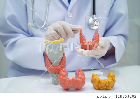 Hyperthyroidism, Overactive Thyroid, Thyroid Lymphoma, Asian doctor with thyroid gland human anatomy model in hospital. 129153202