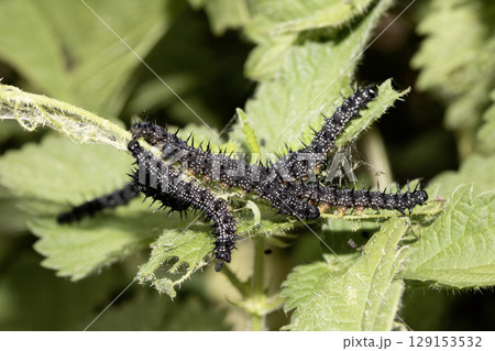 A swarm of peacock caterpillars on nettles 129153532