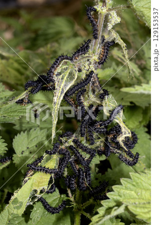 A swarm of peacock caterpillars on nettles A swarm of peacock caterpillars on nettles 129153537