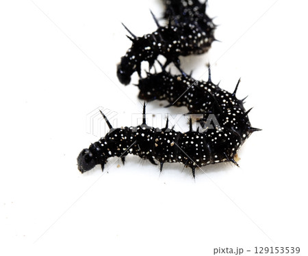 A swarm of peacock caterpillars on nettles A swarm of peacock caterpillars on nettles 129153539